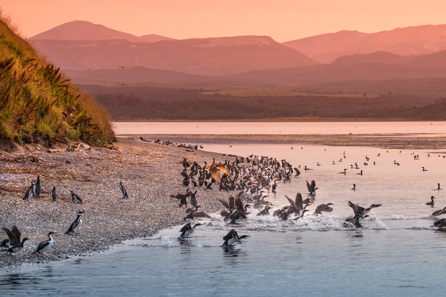 A Colony of King Cormorant Colony by the Shore 