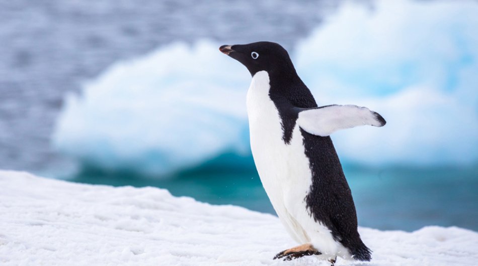 Antarctica_Adelie-penguin-gallery