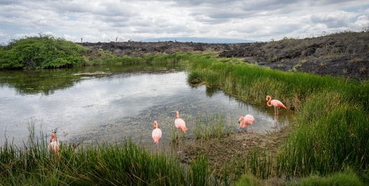 Isabela: Moreno Point & Elizabeth Bay