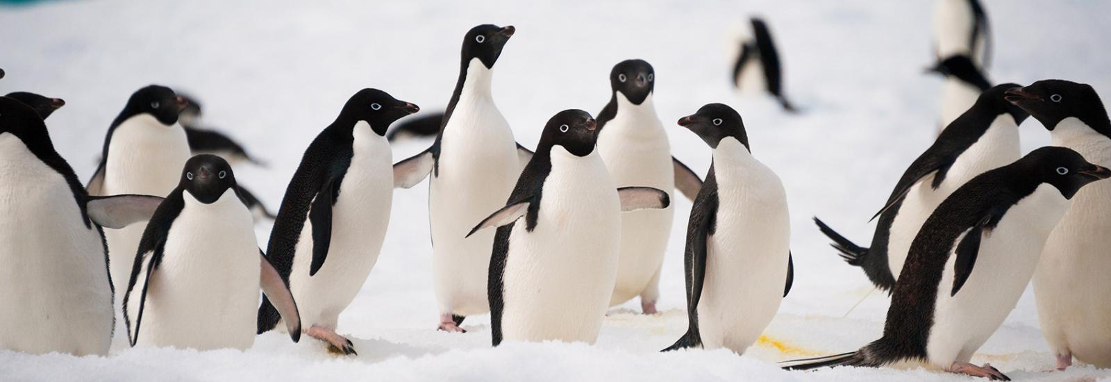 Falklands, South Georgia &amp; Antarctica 23 Days | Sea Spirit