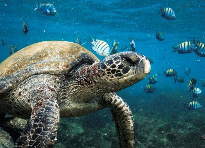  Galapagos_Sea-Turtle-and-fish-hero 