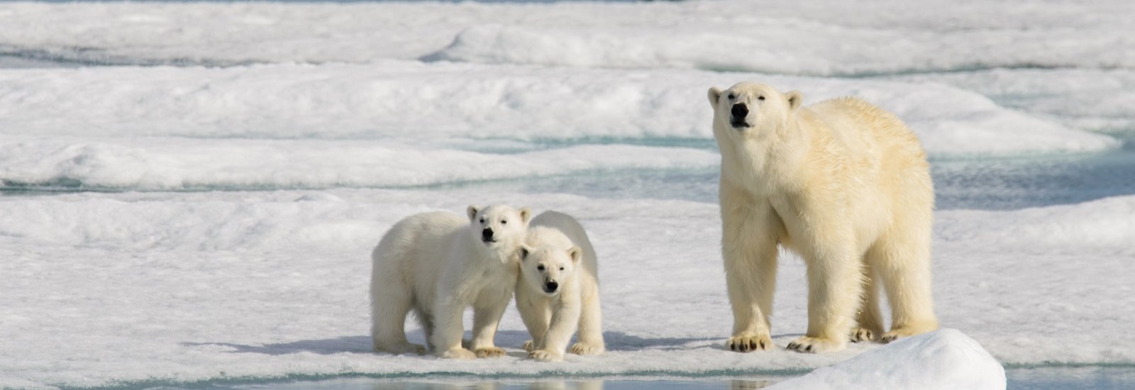 Svalbard Adventure | MS Stockholm