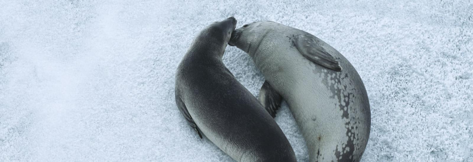 Falklands, South Georgia &amp; Antarctica 20 Day | Hondius