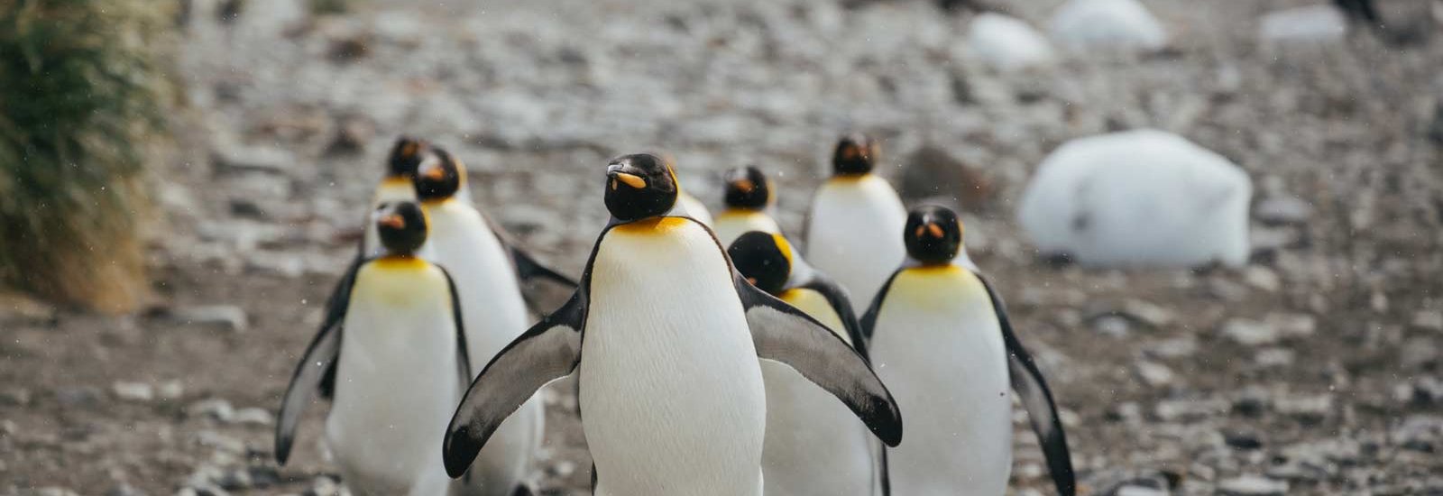 Spirit of Shackleton | MS Expedition