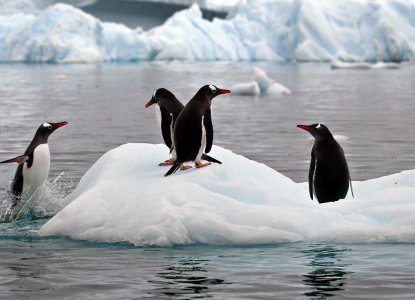 Gentoo Penguins on the ice in Antarctica ) 