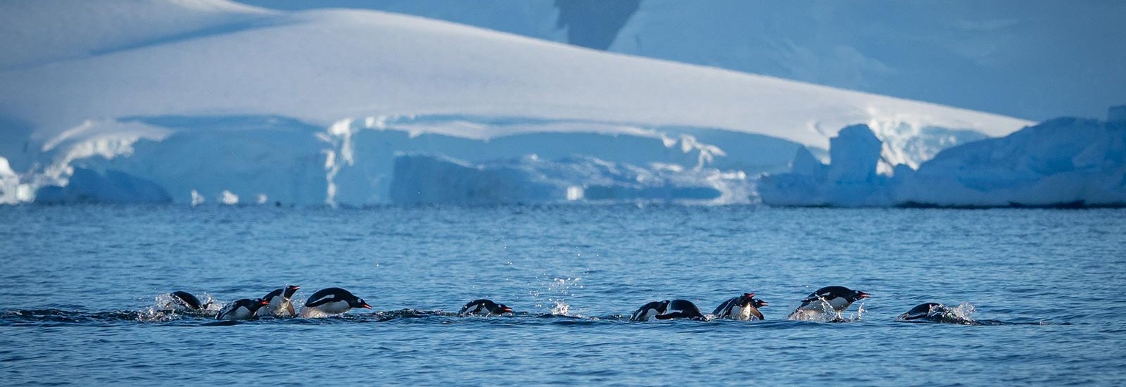 Best of Antarctica: Wildlife Explorer | Ocean Nova