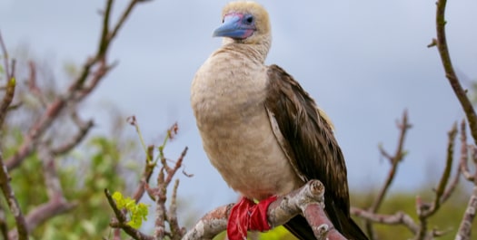 Pitt Point & Kicker Rock