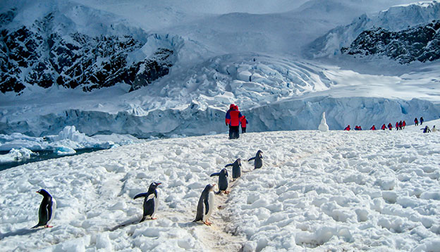 People from and Antarctica cruise walk with penguins across ice in Antarctica