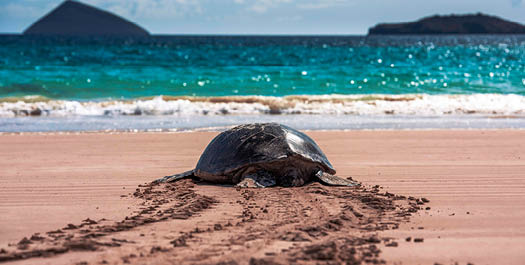 Fausto Llerena Breeding Center & El Chato