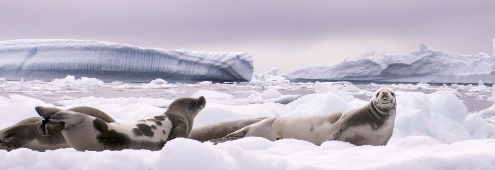 Antarctica Classic in Depth | MS Expedition