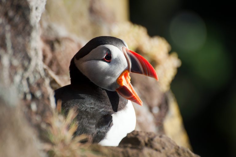 Atlantic puffin