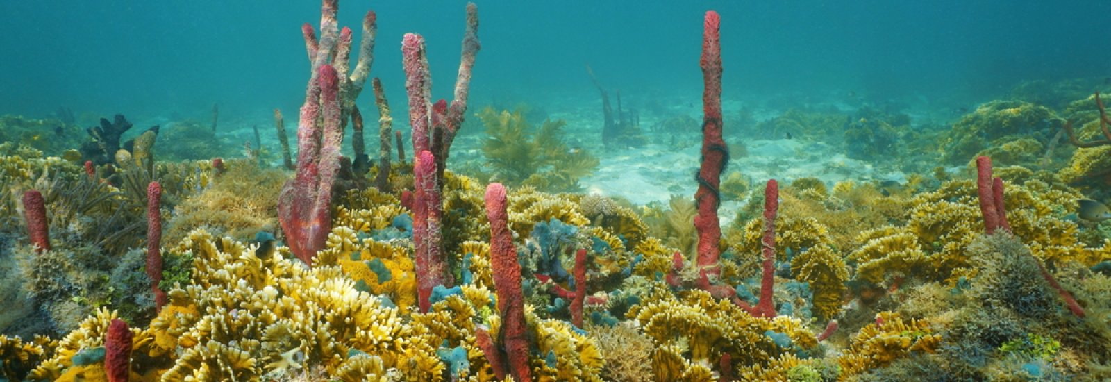 shutterstock_314975942