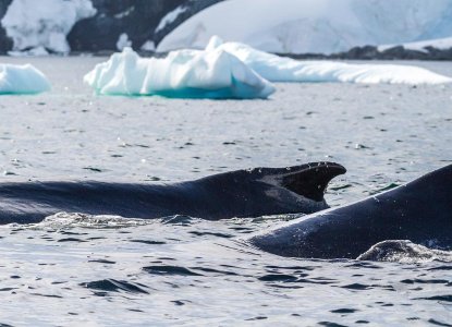 Penguins and Polar Bears