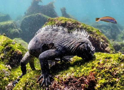 Marine Iguana underwater) 
