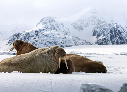 2 Walrus on snowy iceberg with snowy Arctic mountains in background) 
