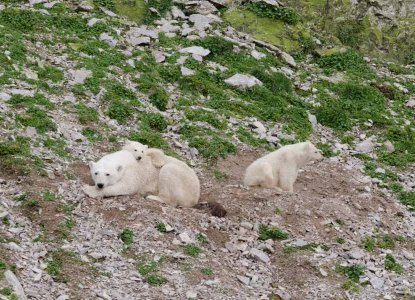 Polar bear with cubs on grassy hill on Akpatok Island along Northwest Passage) 