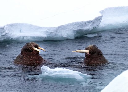 Two adult Walruses swimming in the Arctic ocean surfacing between ice floes) 