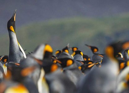 Crowd of King Penguins with one raised above others looking in South Georgia) 