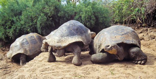 Charles Darwin Station & Santa Cruz Highlands