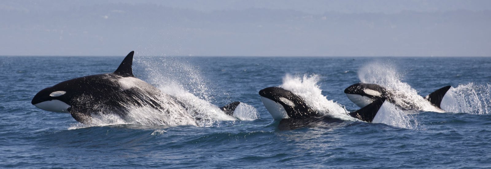 Antarctic Express: Cruise South, Fly North | World Voyager