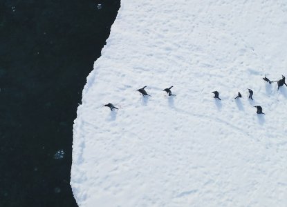 Aerial view of Gentoo penguin's diving into Antarctic waters) 