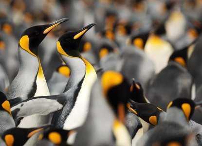 King Penguins in South Georgia ) 