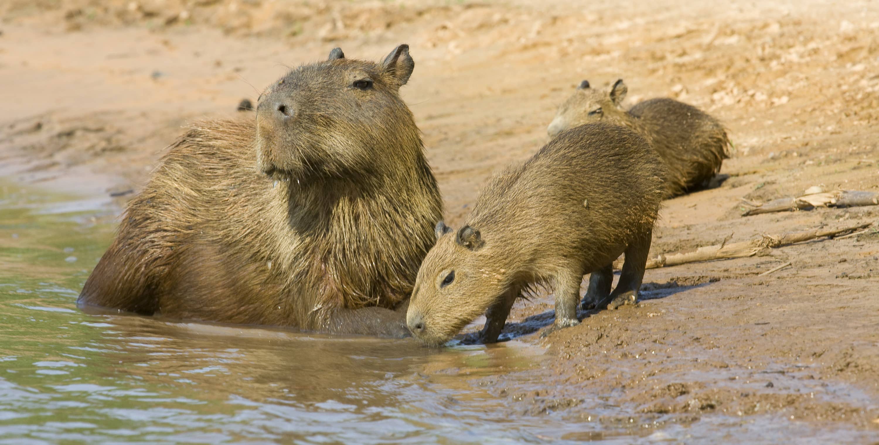 Capybara in the sun.