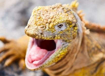 Iguana in the Galapagos Islands) 