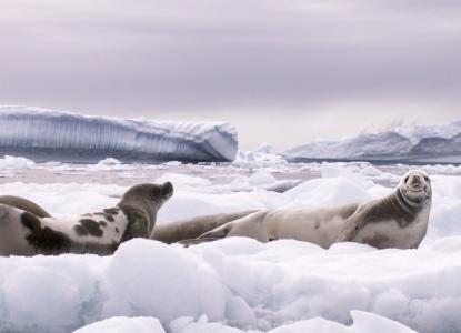 Group of 3 crabeater seals on iceberg in icy waters in Antarctica ) 