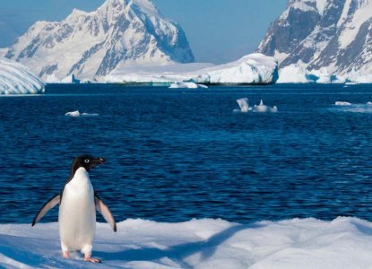 Lonely Penguin with a beautiful landscape behind) 