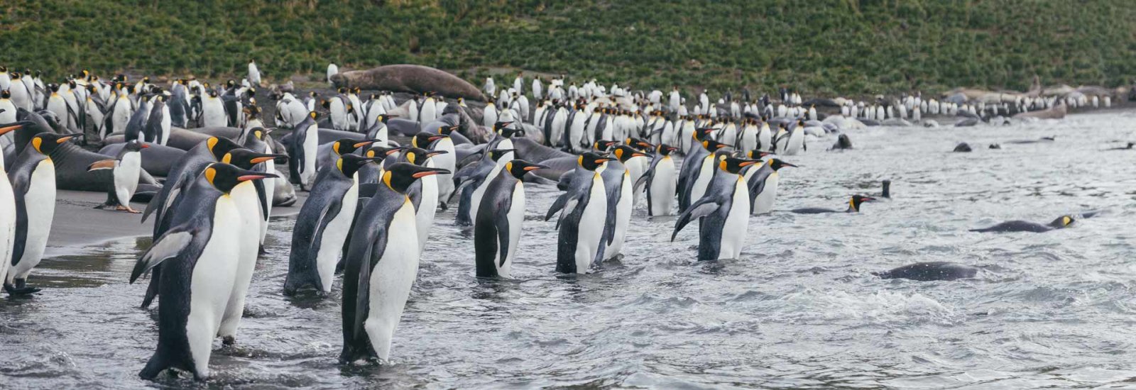 Falkland Islands &amp; South Georgia: Wildlife Adventure | Ultramarine