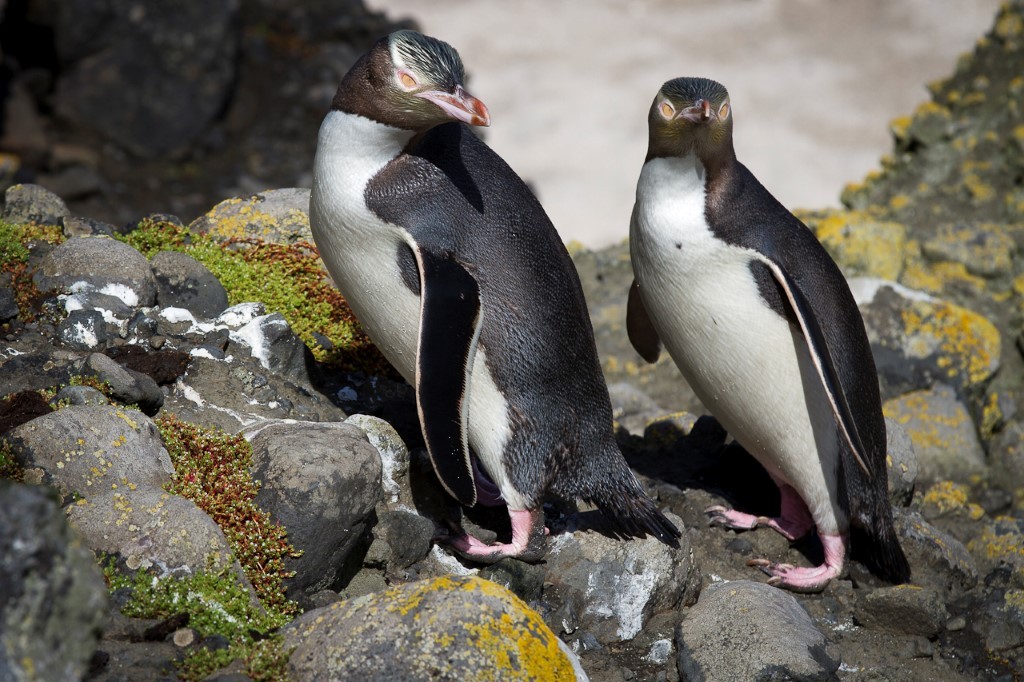 (c)_mkelly_galapagos_of_the_southern_ocean_17_(custom) 