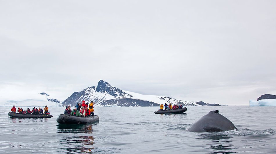 zodiac-cruising-antarctica7