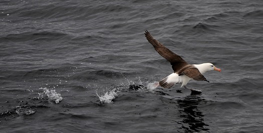 At Sea towards Ushuaia