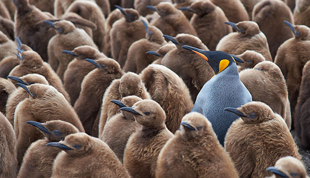 Penguin facts: King penguin creche - an adult king penguin looks after several brown feathered juveniles