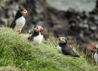 Puffins in Látrabjarg, Iceland ) 