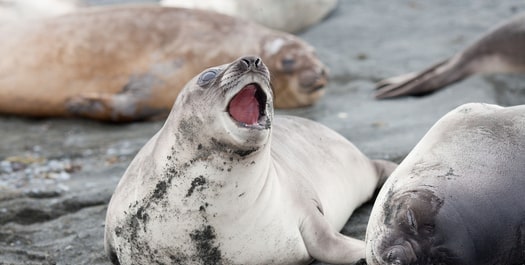 Anare Station, Macquarie Island