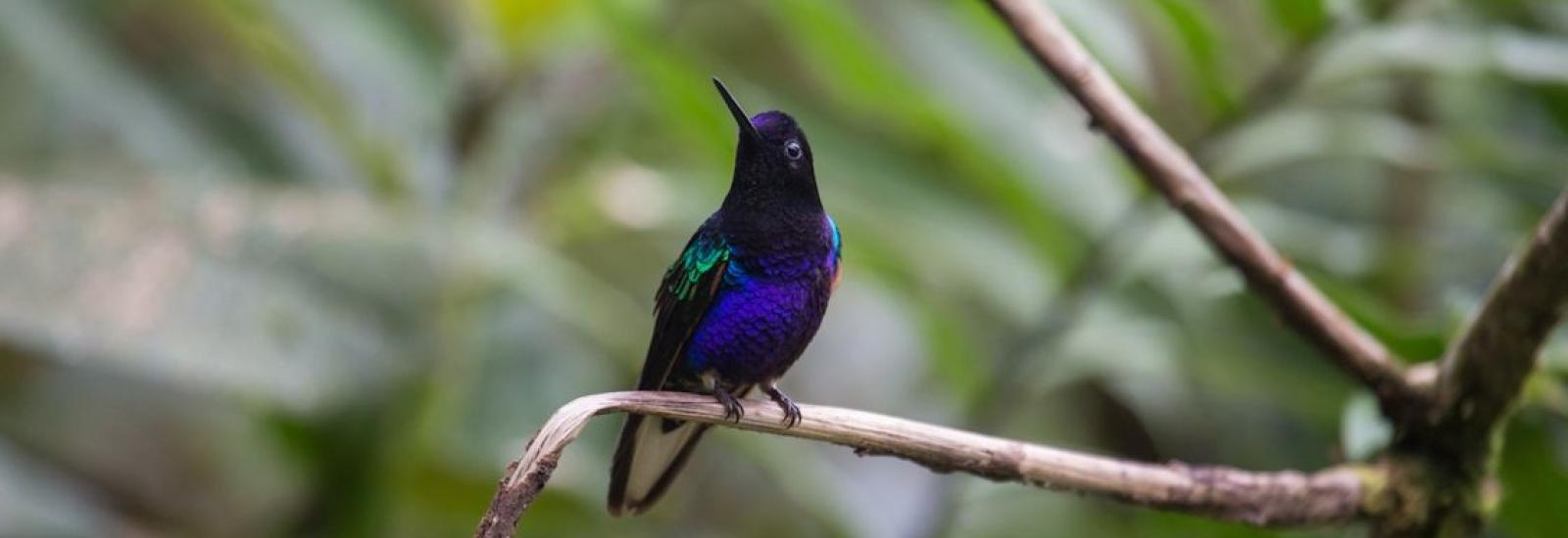 Mashpi Cloud Forest Lodge Extension