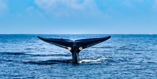 At Sea, Drake Passage - Day 10 & 11