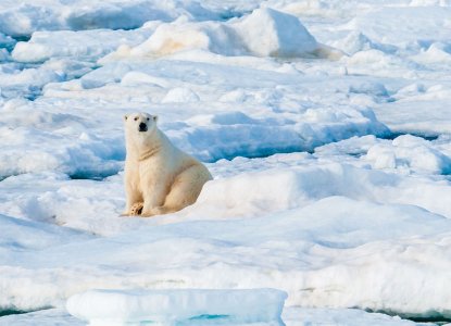 Large Polar Bear sitting on the ice pack in the Arctic Circle) 