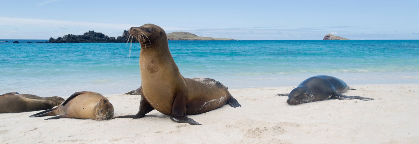 Southern Galapagos Cruise 6 Day Itinerary A | Sea Star