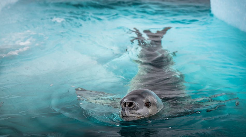 leopard seal in the water