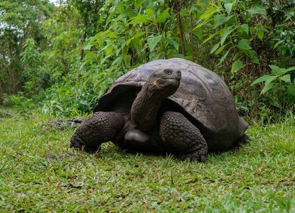 Giant Tortoise, Galapagos Islands) 