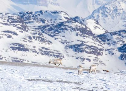  QUARK_Reindeer_SV-Spring_michellesole_HERO 