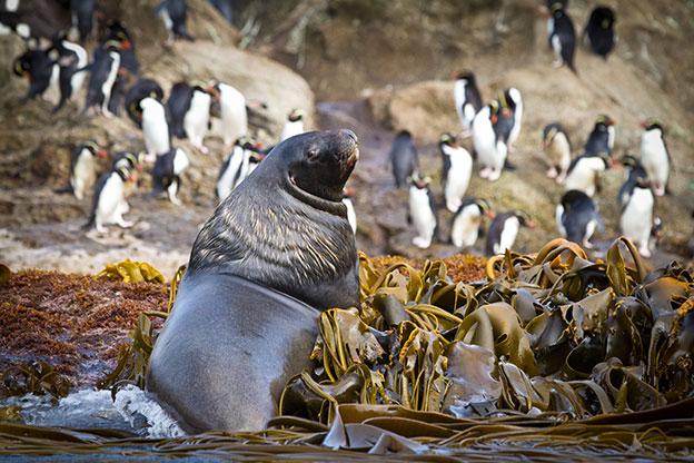 Sea Lion and Snares Penguins