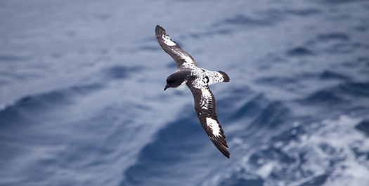 Drake Passage - Day 4 & 5