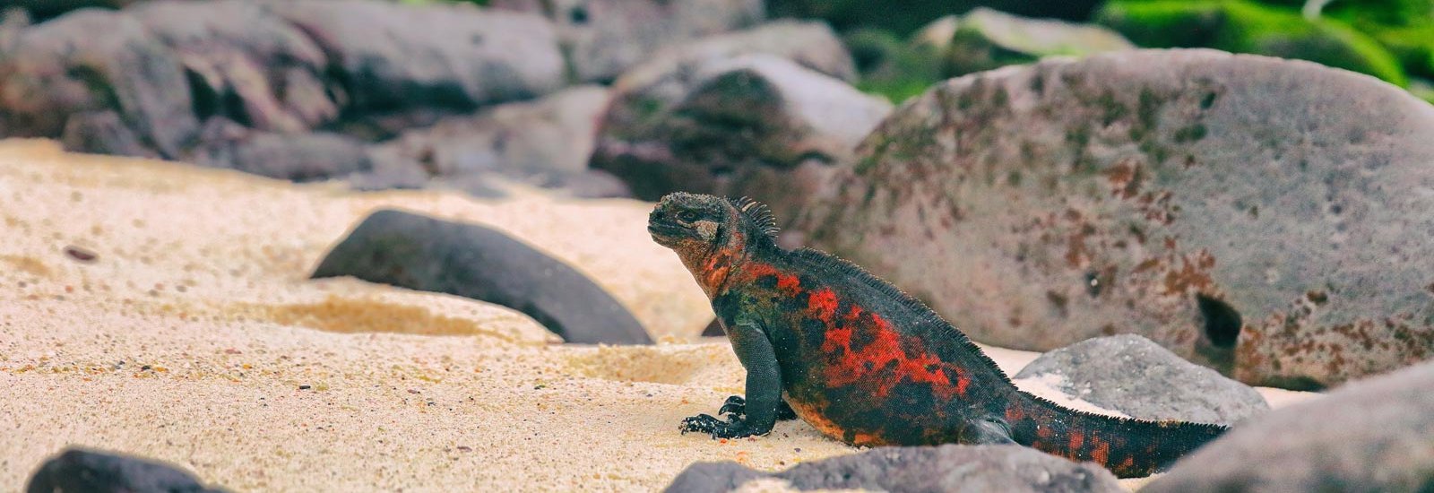 Western Galapagos Islands | Monserrat
