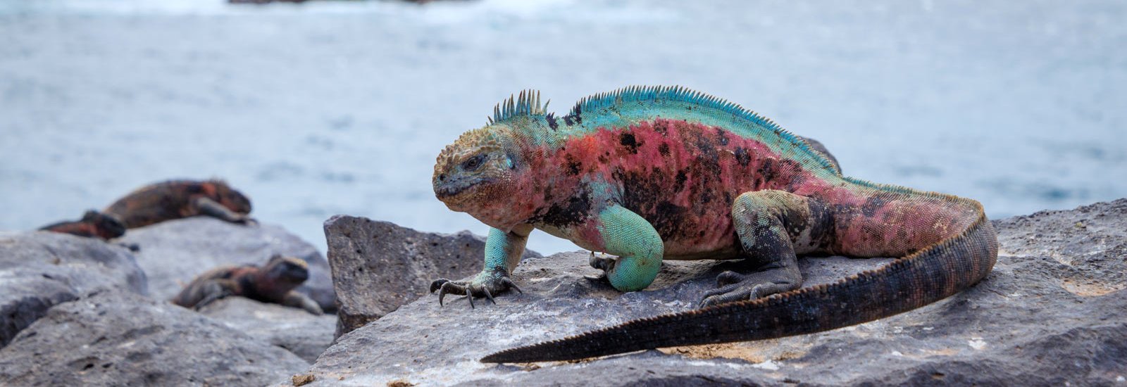 Galapagos Cruise East &amp; Southern Islands | Seaman Journey