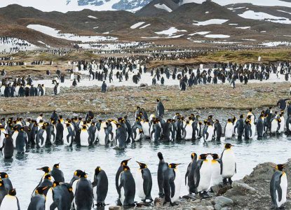 South Georgia King Penguin Colony, Antarctica Cruise) 