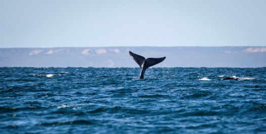 Fly to Puerto Madryn and Embarkation